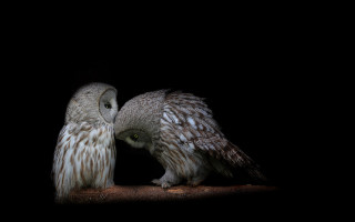 Two owls branch dark night - two owl free wallpaper