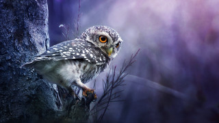 Owl perched forest night bright - a owl free wallpaper