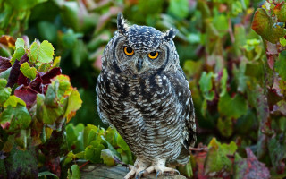 Small owl wooden post garden - a small owl free wallpaper for desktop