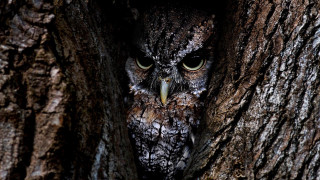 Owl peeking tree trunk wide - its eye wide open free wallpaper for desktop