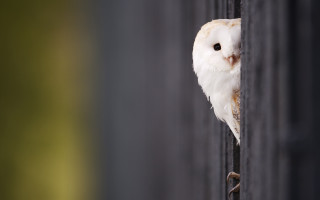 White owl peeking fence post - a white owl free wallpaper