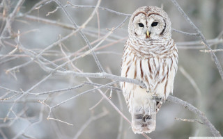 White owl tree branch forest - a white owl free wallpaper