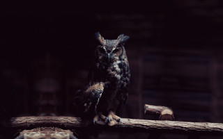 Owl branch dark room wooden 2 - a piece of wood free wallpaper