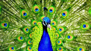 Peacock feathers spread blue green 3 - a peacock free wallpaper