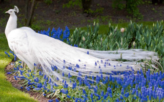 White peacock feathers garden blue 2 - feather free wallpaper for desktop