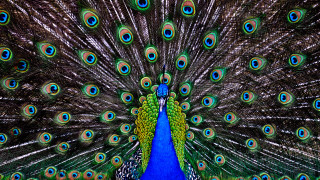 Peacock feathers spread out tail 2 - a peacock free wallpaper