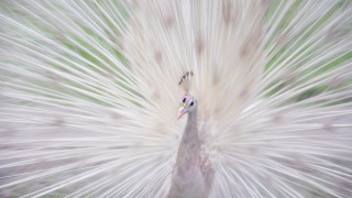 White peacock feathers green background 2 - feather free wallpaper for desktop