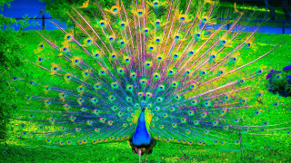 Peacock feathers spread grass tail - a peacock free wallpaper