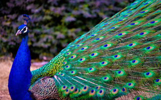Peacock feathers spread tail display 2 - a peacock free wallpaper for desktop