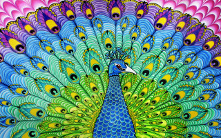 Colorful peacock feathers spread blue - a blue tail free wallpaper for desktop