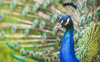 Peacock feathers spread out tail 6 - a peacock free wallpaper for desktop