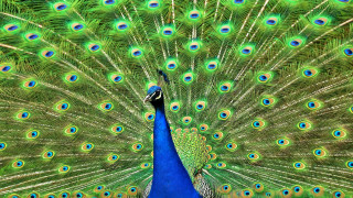 Peacock feathers spread blue green 2 - charles bird king free wallpaper for desktop
