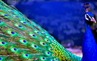 Peacock feathers spread blue background - a blue sky in the foreground free wallpaper