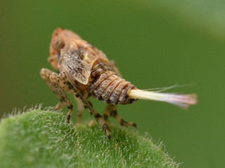 Bug closeup plant stem blurry - a blurry background of grass free wallpaper