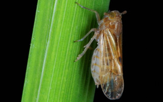 Bug green leaf black background - female free wallpaper