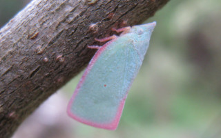 Blue pink insect tree branch - a blurry background of trees free wallpaper