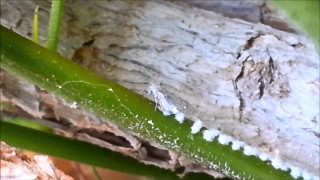 Plant bug closeup tree trunk - a close up of a plant free wallpaper