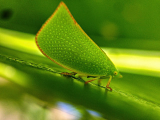 Green bug sitting on leaf - free nature wallpaper