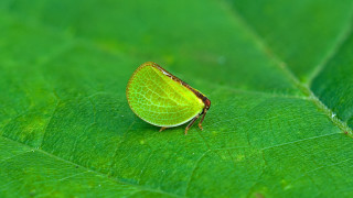 Green bug green leaf sunlight - spot free wallpaper
