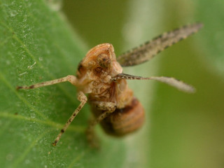 Bug leaf water droplets macro - a leaf free wallpaper