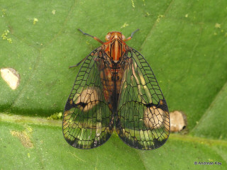 Close up bug leaf nearby - an illustration of free wallpaper