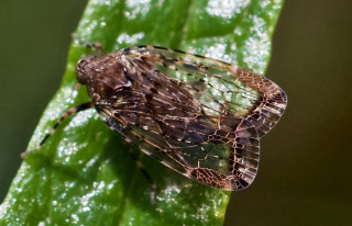 Bug leaf water droplets holography - female free wallpaper