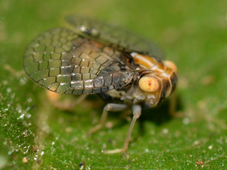Bug green leaf water drops - drop of water free wallpaper for desktop