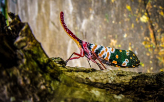 Colorful insect tree branch mossy - boetius adamsz bolswert free wallpaper