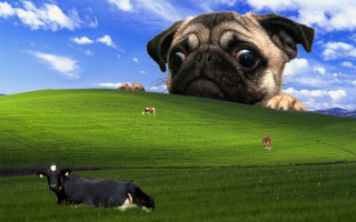 Pug cows green hill surrealism - a pug dog free wallpaper