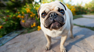Small pug rock sun flowers - fisheye len free wallpaper