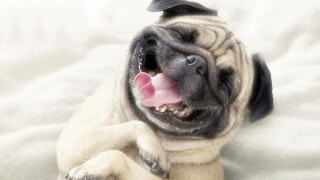 Small dog bed tongue out 2 - a small dog free wallpaper