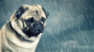 Pug dog sitting rain sad - a pug dog free wallpaper