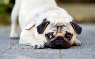 Small pug laying ground pink - a small pug dog free wallpaper