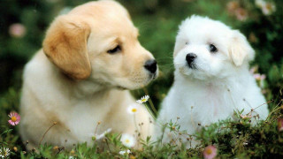 Puppies field flowers grass sitting - two puppy free wallpaper