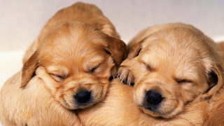 Sleeping puppies white surface eyes - their eye free wallpaper