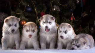 Puppies christmas tree lights holiday - a christmas tree free wallpaper for desktop