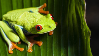 Green frog red eyes leaf 3 - a green frog free wallpaper