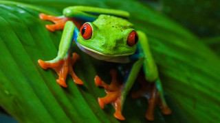Red eyed frog leaf green - frog free wallpaper