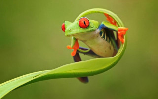 Frog red eyes leaf back - its back leg free wallpaper