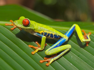 Green frog red eye leaf - a green frog free wallpaper