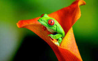 Green frog red eyes flower 2 - a green frog free wallpaper