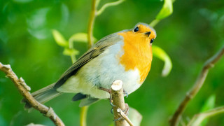 Small bird perched branch tree 12 - colin moss free wallpaper