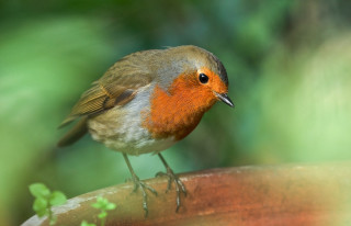 Small bird plant pot green - colin gill free wallpaper