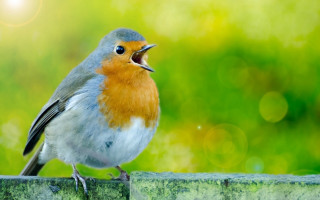 Red breasted blue bellied bird - clara miller burd free wallpaper for desktop