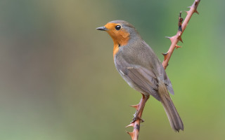 Small bird perched branch blurry 3 - colin gill free wallpaper