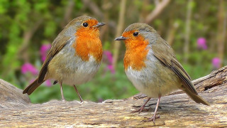 Birds branch pink flowers blurry - the background and a blurry background of trees free wallpaper