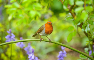Small bird perched branch purple - nature photography free wallpaper