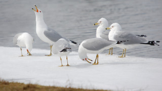 Seagulls snow covered beach water - the waters edge free wallpaper for desktop