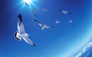 Flock birds flying blue sky 2 - a flock of birds free wallpaper