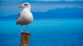 Seagull wooden post ocean mountains - a seagull free wallpaper for desktop